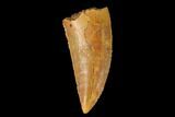 Serrated, Raptor Tooth - Real Dinosaur Tooth #139382-1